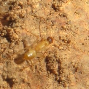 Camponotus claripes at Hall, ACT - 3 Apr 2024