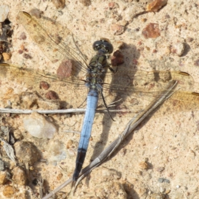 Orthetrum caledonicum (Blue Skimmer) at Hall, ACT - 3 Apr 2024 by Christine