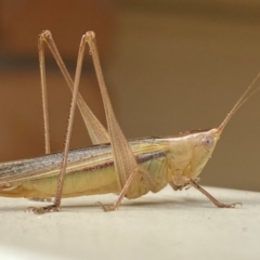 Conocephalus semivittatus (Meadow katydid) at QPRC LGA - 6 Apr 2024 by SteveBorkowskis