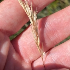 Rytidosperma penicillatum (Slender Wallaby Grass) at Cotter River, ACT - 17 Feb 2024 by Tapirlord