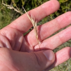 Rytidosperma penicillatum at Namadgi National Park - 17 Feb 2024