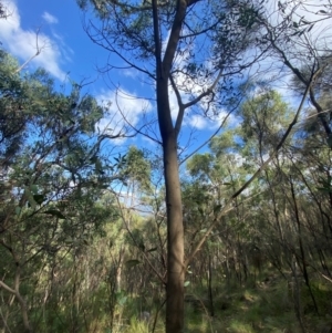 Acacia penninervis var. penninervis at Mount Taylor - 24 Feb 2024 10:12 AM