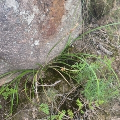 Lepidosperma laterale (Variable Sword Sedge) at Mount Taylor - 23 Feb 2024 by Tapirlord