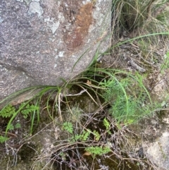 Lepidosperma laterale at Mount Taylor - 24 Feb 2024 10:10 AM