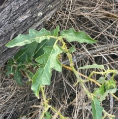 Solanum cinereum (Narrawa Burr) at Mount Taylor - 23 Feb 2024 by Tapirlord