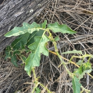 Solanum cinereum at Mount Taylor - 24 Feb 2024 10:10 AM