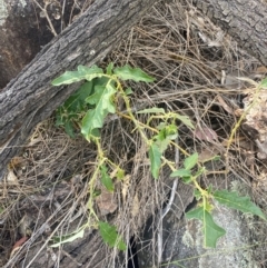 Solanum cinereum at Mount Taylor - 24 Feb 2024 10:10 AM