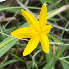 Hypoxis hygrometrica var. villosisepala (Golden Weather-grass) at Mount Taylor - 24 Feb 2024 by Tapirlord