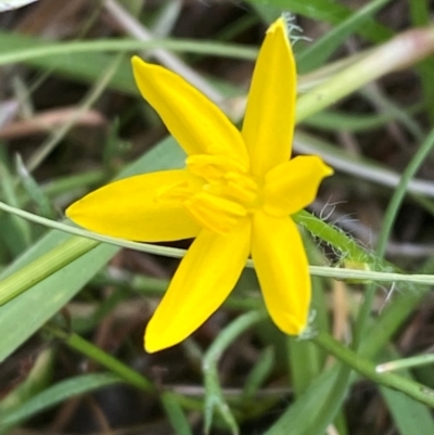 Hypoxis hygrometrica var. villosisepala (Golden Weather-grass) at Mount Taylor - 23 Feb 2024 by Tapirlord