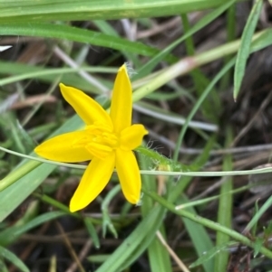 Hypoxis hygrometrica var. villosisepala at Mount Taylor - 24 Feb 2024 09:37 AM