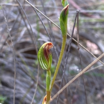 Speculantha rubescens (Blushing Tiny Greenhood) at Denman Prospect, ACT - 17 Feb 2024 by Tapirlord