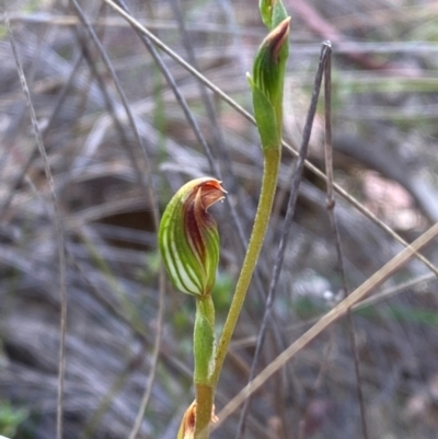 Speculantha rubescens (Blushing Tiny Greenhood) - 1 Jan 1900 by Tapirlord