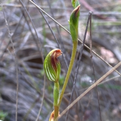 Speculantha rubescens (Blushing Tiny Greenhood) at Denman Prospect 2 Estate Deferred Area (Block 12) - 17 Feb 2024 by Tapirlord