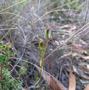 Speculantha rubescens at Denman Prospect 2 Estate Deferred Area (Block 12) - suppressed