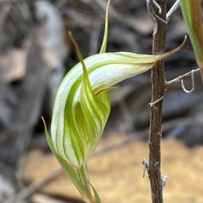 Diplodium reflexum (Dainty Greenhood) at Denman Prospect 2 Estate Deferred Area (Block 12) - 17 Feb 2024 by Tapirlord