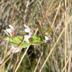 Paraprasophyllum alpestre at Namadgi National Park - suppressed