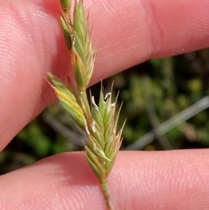 Australopyrum velutinum at Namadgi National Park - 17 Feb 2024