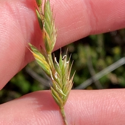 Australopyrum velutinum (Mountain Wheat Grass) at Cotter River, ACT - 17 Feb 2024 by Tapirlord