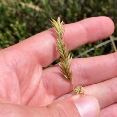 Australopyrum velutinum at Namadgi National Park - 17 Feb 2024