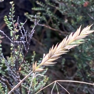 Australopyrum velutinum at Namadgi National Park - 17 Feb 2024