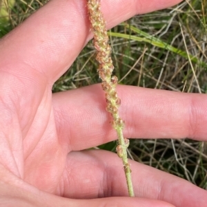 Plantago euryphylla at Namadgi National Park - 17 Feb 2024 11:03 AM