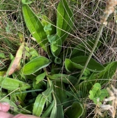 Plantago euryphylla at Namadgi National Park - 17 Feb 2024 11:03 AM