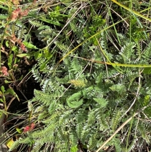 Oreomyrrhis argentea at Namadgi National Park - 17 Feb 2024