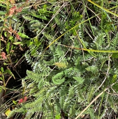 Oreomyrrhis argentea (Silver Carraway) at Cotter River, ACT - 17 Feb 2024 by Tapirlord