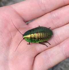 Polyzosteria viridissima (Alpine Metallic Cockroach) at Cotter River, ACT - 16 Feb 2024 by Tapirlord