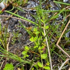 Juncus sandwithii (Alpine Joint-leaf Rush) at Namadgi National Park - 16 Feb 2024 by Tapirlord