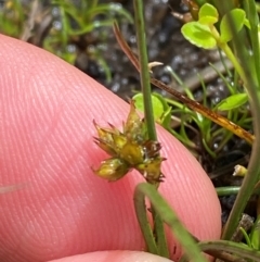 Juncus sandwithii at Namadgi National Park - 17 Feb 2024