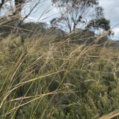 Austrostipa nivicola (Alpine Spear-Grass) at Cotter River, ACT - 16 Feb 2024 by Tapirlord