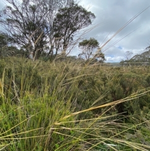 Austrostipa nivicola at Namadgi National Park - 17 Feb 2024 10:34 AM