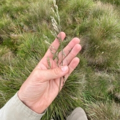 Hookerochloa hookeriana (Hooker's Fescue) at Cotter River, ACT - 16 Feb 2024 by Tapirlord