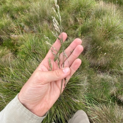 Hookerochloa hookeriana (Hooker's Fescue) at Namadgi National Park - 16 Feb 2024 by Tapirlord