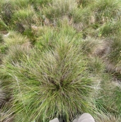 Hookerochloa hookeriana at Namadgi National Park - 17 Feb 2024 10:21 AM