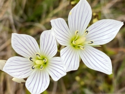 Gentianella muelleriana subsp. jingerensis (Mueller's Snow-gentian) at Namadgi National Park - 16 Feb 2024 by Tapirlord