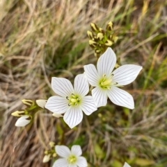 Gentianella muelleriana subsp. jingerensis at Namadgi National Park - 17 Feb 2024