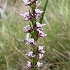 Prasophyllum venustum (Charming leek orchid) at Cotter River, ACT - 16 Feb 2024 by Tapirlord