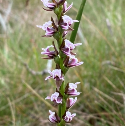 Prasophyllum venustum (Charming leek orchid) at Cotter River, ACT - 16 Feb 2024 by Tapirlord