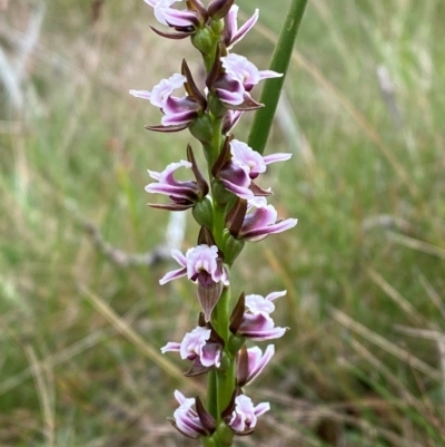 Paraprasophyllum venustum (Charming leek orchid) at Namadgi National Park - 17 Feb 2024 by Tapirlord