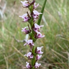 Paraprasophyllum venustum at Namadgi National Park - 17 Feb 2024