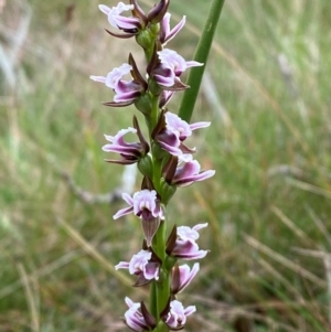 Paraprasophyllum venustum at Namadgi National Park - suppressed