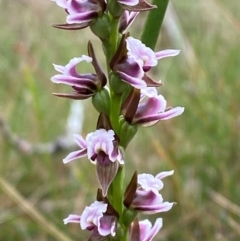 Paraprasophyllum venustum at Namadgi National Park - 17 Feb 2024