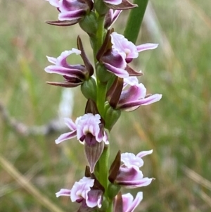 Paraprasophyllum venustum at Namadgi National Park - 17 Feb 2024