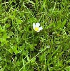 Ranunculus millanii (Dwarf Buttercup) at Cotter River, ACT - 16 Feb 2024 by Tapirlord