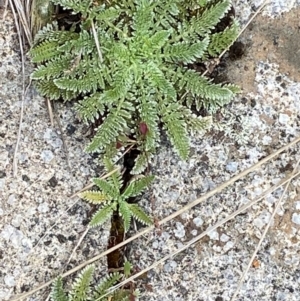 Oreomyrrhis argentea at Namadgi National Park - 17 Feb 2024