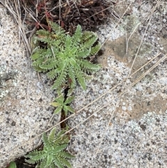 Oreomyrrhis argentea at Namadgi National Park - 17 Feb 2024