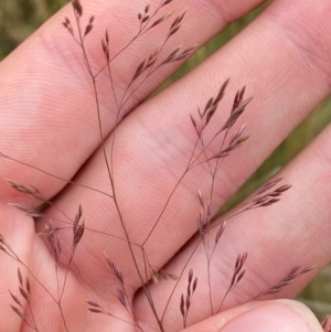 Agrostis bettyae at Namadgi National Park - 17 Feb 2024 09:38 AM