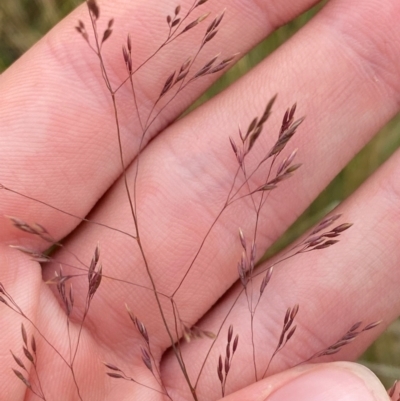 Agrostis bettyae (Forest Bent) at Cotter River, ACT - 16 Feb 2024 by Tapirlord